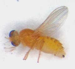 Chyromyidae