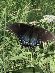 Papilio glaucus