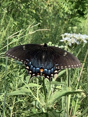 Papilio glaucus