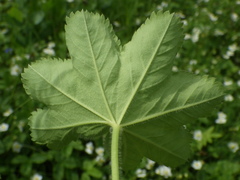 Alchemilla sarmatica