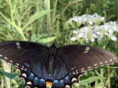 Papilio glaucus