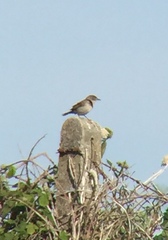 Curruca communis