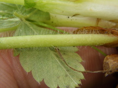 Alchemilla sarmatica