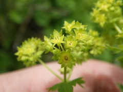 Alchemilla sarmatica