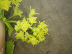 Alchemilla sarmatica