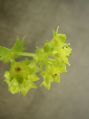 Alchemilla sarmatica