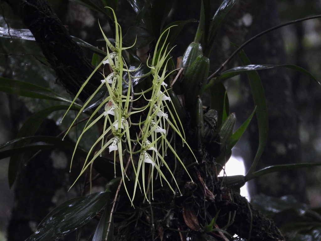 Brassia verrucosa