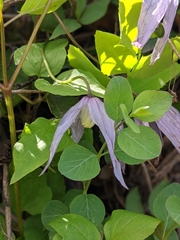 Clematis occidentalis