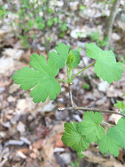 Ribes americanum