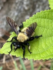 Laphria macquarti