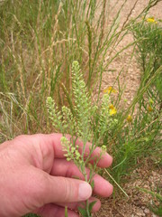 Lepidium austrinum