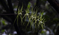 Brassia verrucosa image