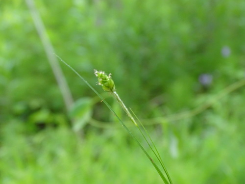 Image of Carex formosa by no rights reserved