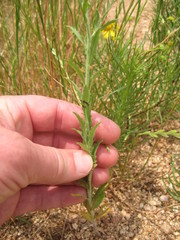 Lepidium austrinum