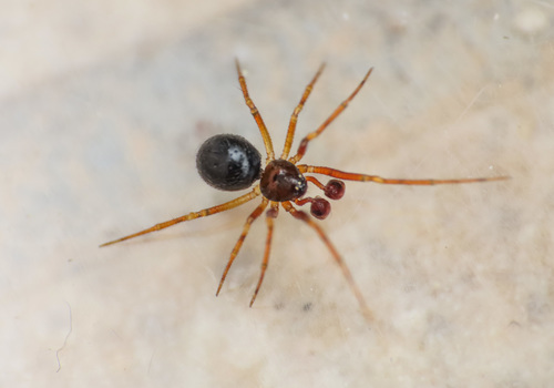 Sardinidion blackwalli