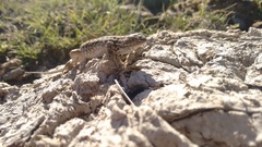 Sceloporus scalaris