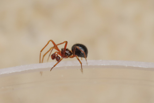 Sardinidion blackwalli