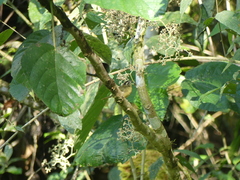 Basileuterus tristriatus