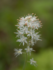 Tiarella stolonifera