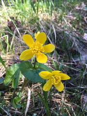 Caltha palustris palustris