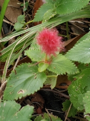 Acalypha herzogiana
