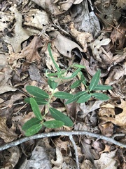 Euphorbia pubentissima