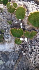 Pinguicula immaculata