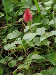Acalypha herzogiana