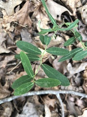 Euphorbia pubentissima