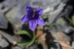 Campanula dasyantha