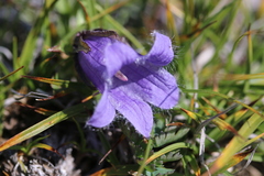 Campanula dasyantha