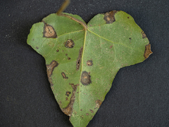Colletotrichum trichellum