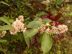 Ardisia compressa