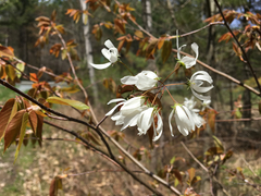 Amelanchier stolonifera