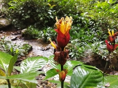 Sanchezia cyathibractea