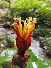 Sanchezia cyathibractea