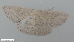 Cyclophora myrtaria