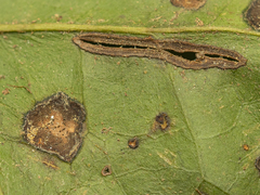 Colletotrichum trichellum