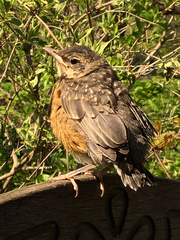 Turdus migratorius