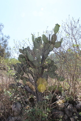 Opuntia hyptiacantha