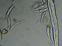 Colletotrichum trichellum