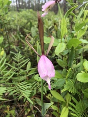 Cleistesiopsis