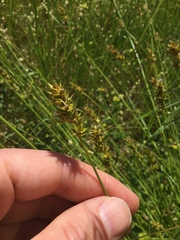 Carex otrubae
