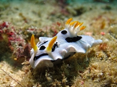 Chromodoris alcalai