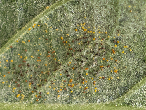 Erysiphe euonymi