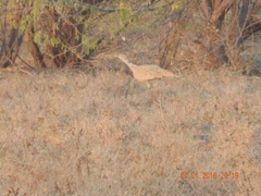 Chlamydotis macqueenii