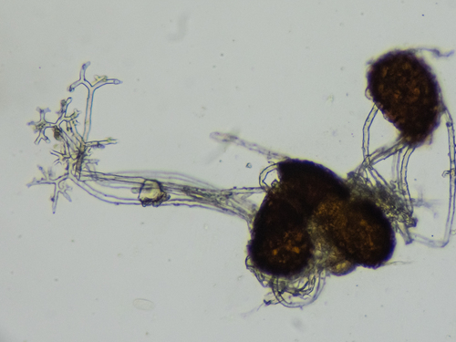 Erysiphe euonymi