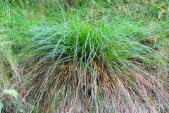 Carex boryana image