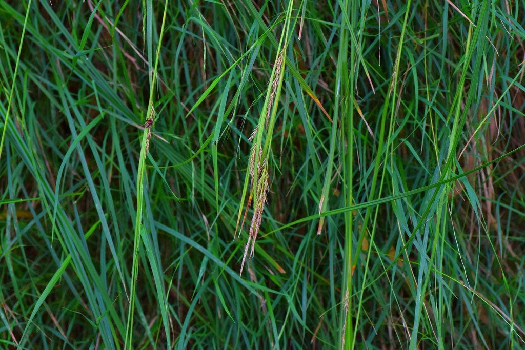 Carex boryana