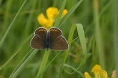 Polyommatus amandus